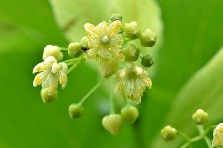北美佳10棵蜜蜂樹(shù)木-前五名