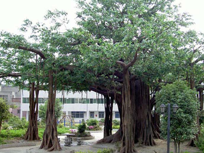 仿真榕樹制作