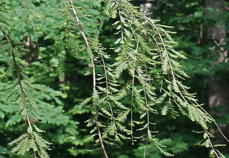 紅木生殖生物學