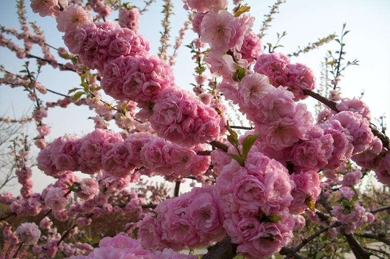 花粉過敏