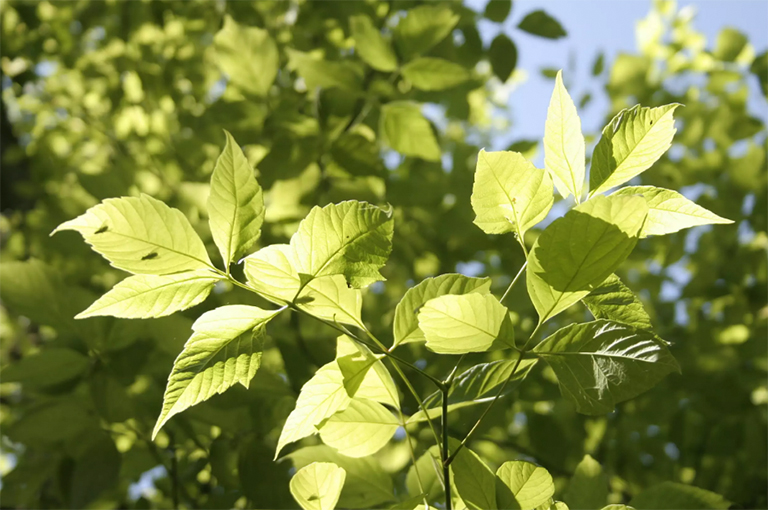 植樹(shù)